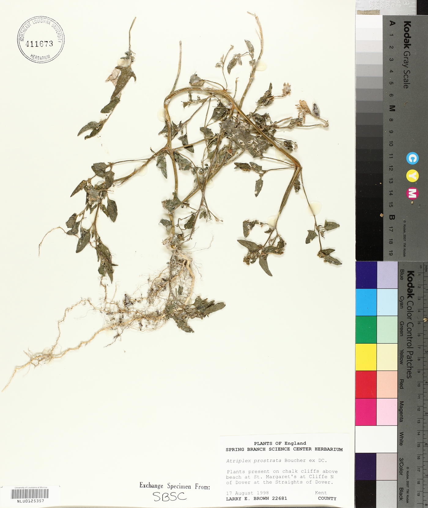 Atriplex prostrata image