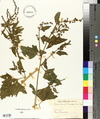 Atriplex patula image