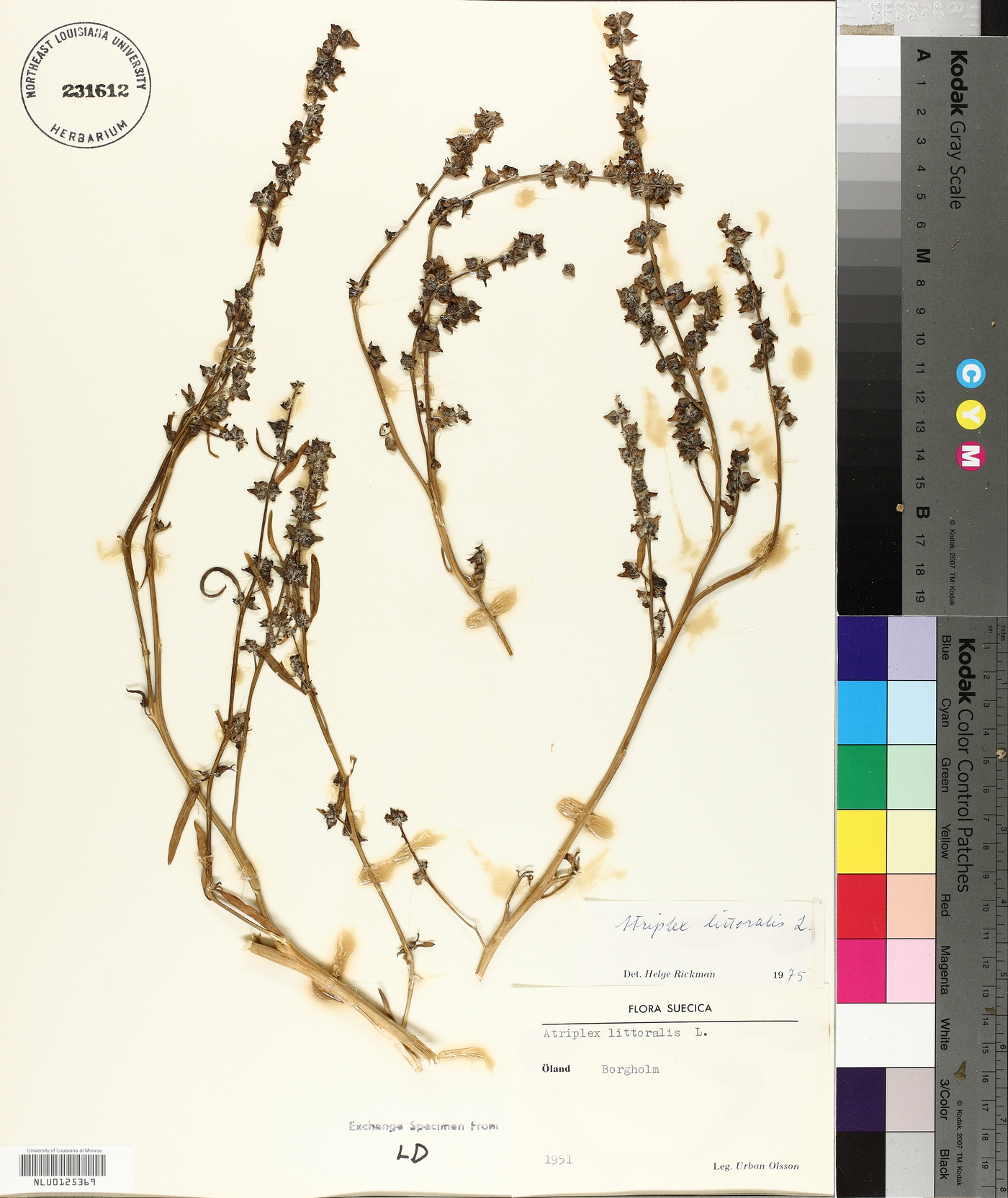 Atriplex littoralis image