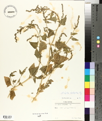 Atriplex prostrata image