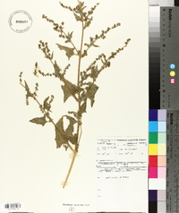 Atriplex prostrata image