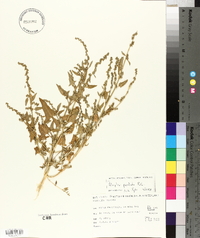 Atriplex prostrata image