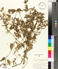 Atriplex prostrata image