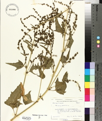 Atriplex prostrata image