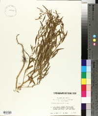 Atriplex gmelini image