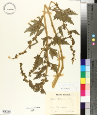 Atriplex glabriuscula image