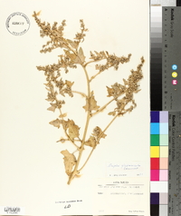 Atriplex glabriuscula image