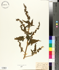 Atriplex calotheca image