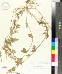 Atriplex prostrata image