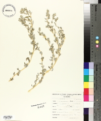 Atriplex pentandra image