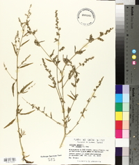 Atriplex prostrata image