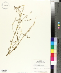 Atriplex patula image