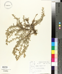 Atriplex tridentata image