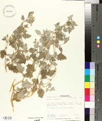 Atriplex laciniata image