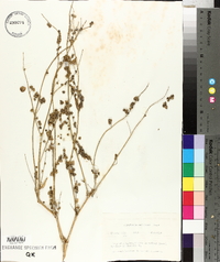 Atriplex heterosperma image