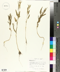 Atriplex prostrata image