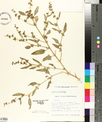 Atriplex glabriuscula image