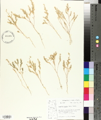 Atriplex dioica image