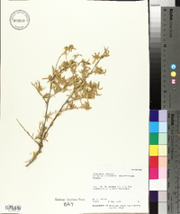 Atriplex canescens var. angustifolia image