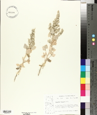 Atriplex argentea image