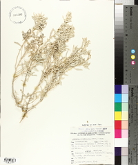 Atriplex acanthocarpa image