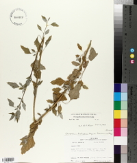 Chenopodium album var. missouriense image