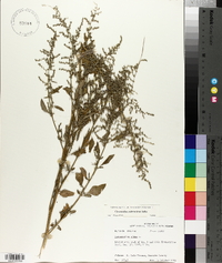 Chenopodium album var. missouriense image