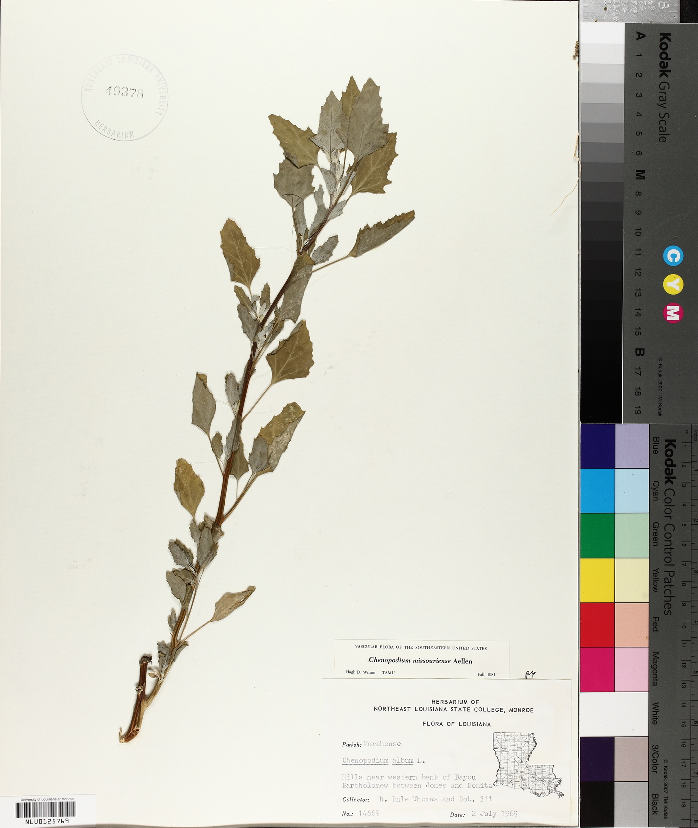 Chenopodium album var. missouriense image