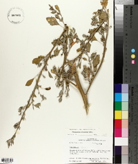 Chenopodium album var. missouriense image