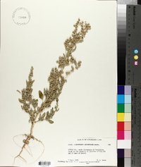 Chenopodium berlandieri var. zschackei image