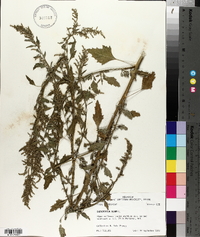 Chenopodium albescens image