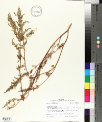 Chenopodium album var. missouriense image