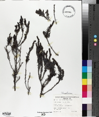Maireana triptera image