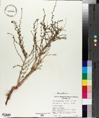 Maireana microcarpa image
