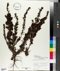Maireana erioclada image