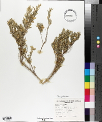Rhagodia candolleana image