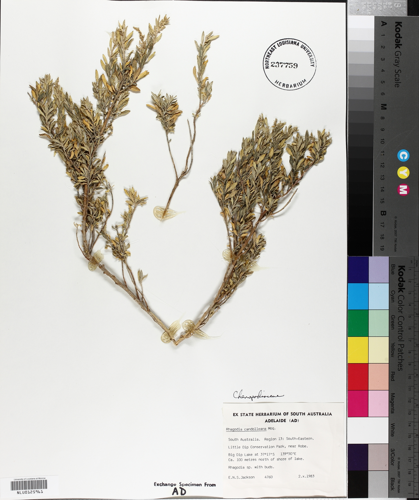 Rhagodia candolleana image