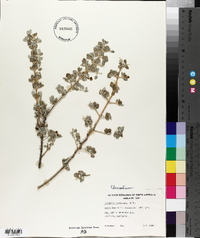 Rhagodia spinescens image