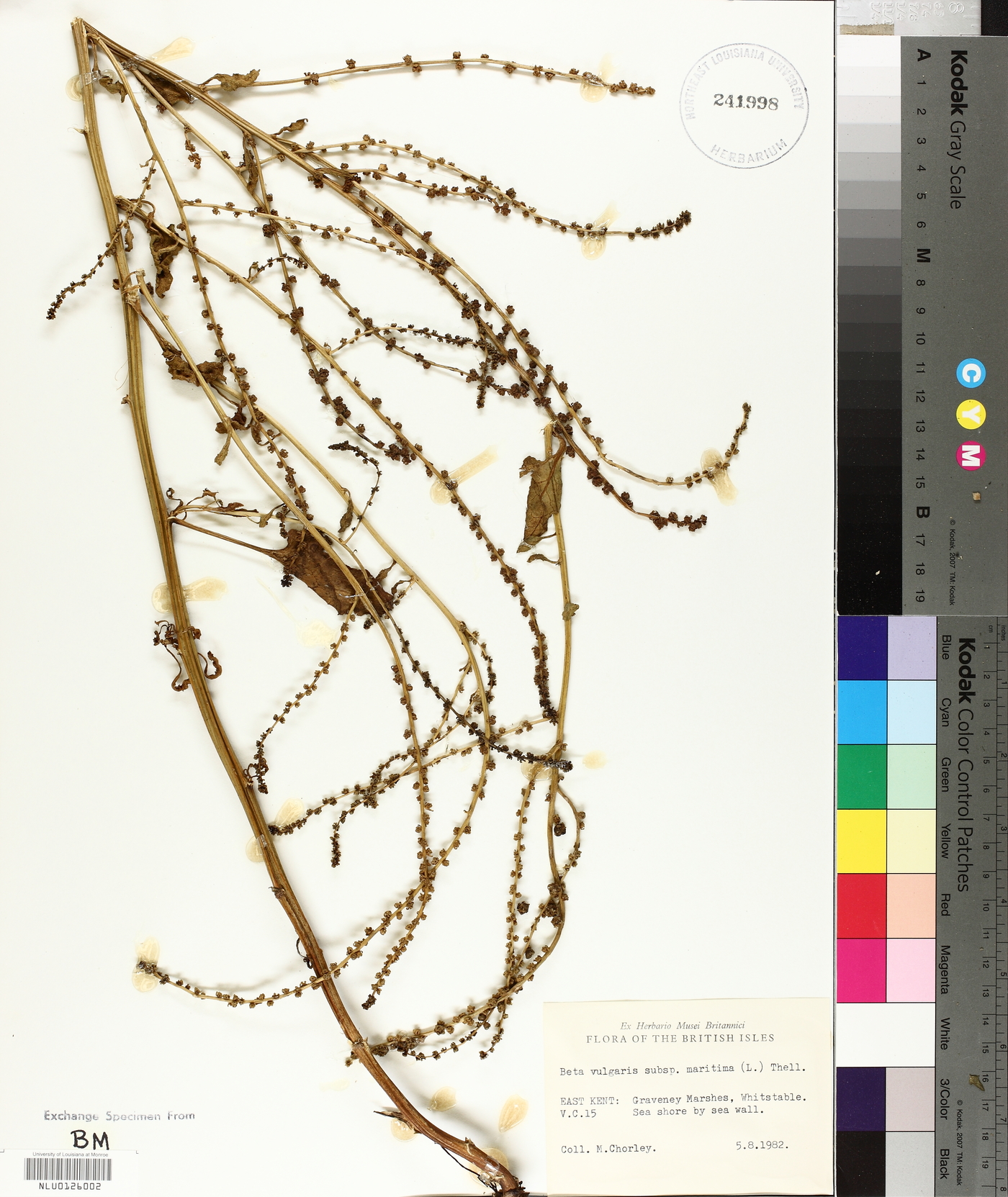 Beta vulgaris subsp. maritima image