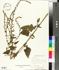 Beta vulgaris image