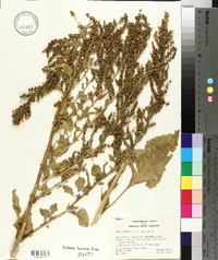 Beta vulgaris image