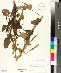 Beta vulgaris image