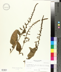 Beta vulgaris image