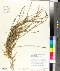 Bassia hyssopifolia image