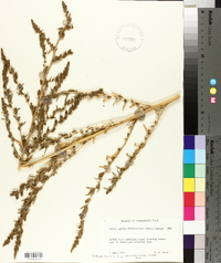 Bassia hyssopifolia image