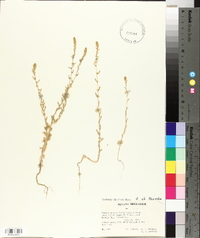 Bassia hyssopifolia image