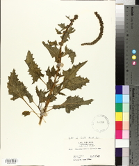 Chenopodium californicum image