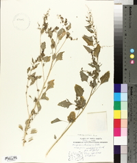 Chenopodium bushianum image