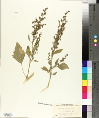 Chenopodium bushianum image