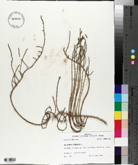 Salicornia virginica image
